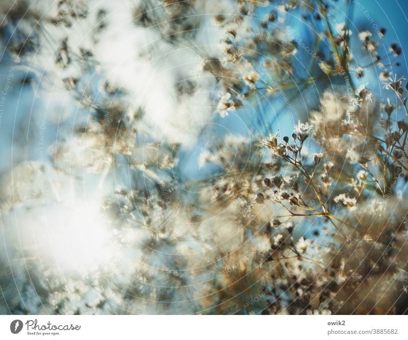 Gewusel Garten Pflanze Detailaufnahme Grünpflanze Frühling Licht Idylle Landschaft Lichterscheinung Schönes Wetter Unschärfe Sommer Sträucher frisch glänzend