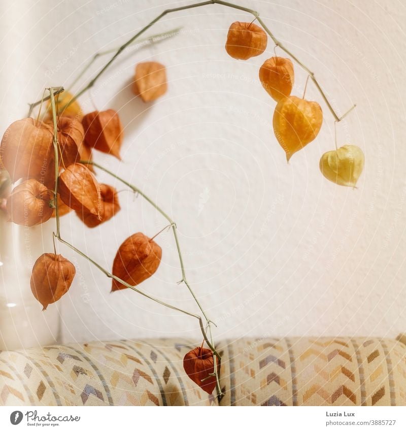 Herbstliches Stillleben: Lampionblumen in einer Glasvase, über einer Sitzecke mit altmodischem Bezug Vase herbstlich häuslich orange leuchtend