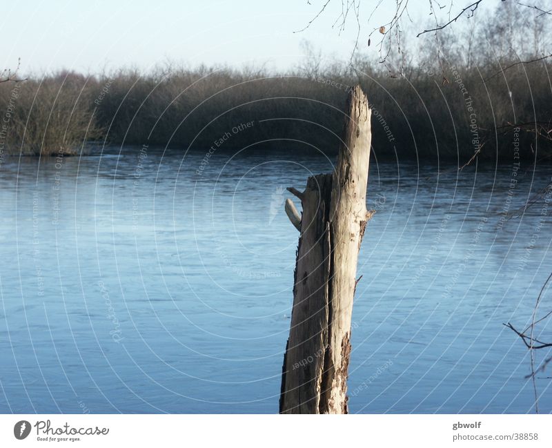 Baumstamm im Moor See Wasser Tagaufnahme Focus