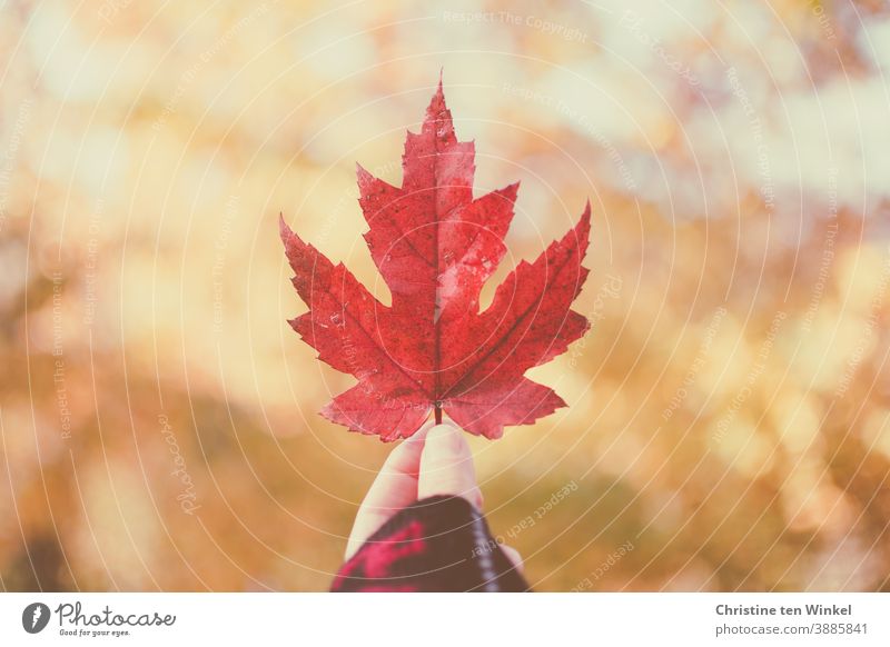 Hand hält rotes herbstliches Ahornblatt hoch...  Hintergrund mit gesprenkeltem Sonnenlicht und Bokeh Blatt hochhalten zeigen Herbst gesprenkeltes Licht leuchten