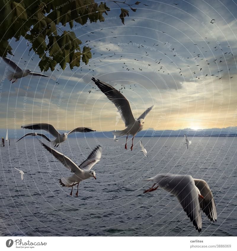 Unter Geiern | Möwen am Bodensee geiern nach meiner Laugenbrezel (nicht im Bild) Deutschland Meersburg fliegen beobachten betteln Wasser Blätter Vögel dunkel