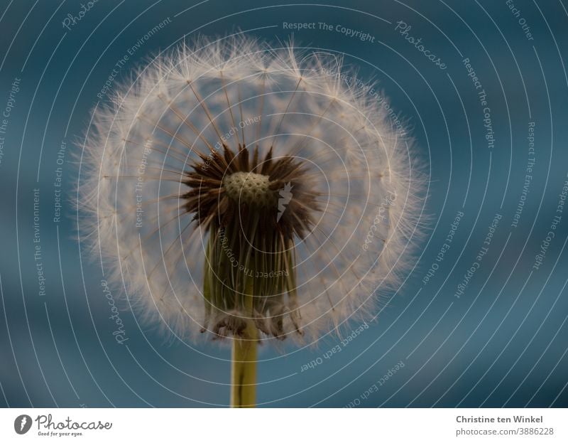 Nahaufnahme einer Pusteblume  vor blauem Hintergrund Löwenzahn Taraxacum Pflanze Natur Blume Blauer Hintergrund schirmchen Makroaufnahme Samen Löwenzahnsamen