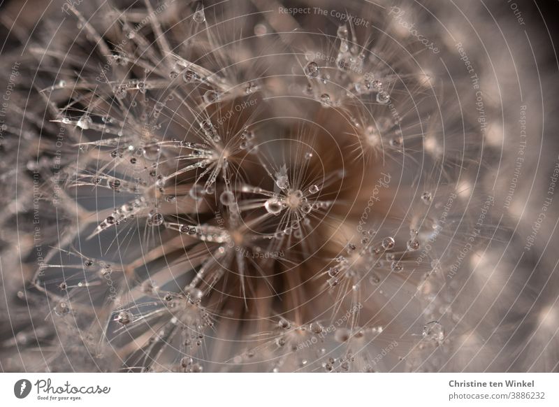 Pusteblume mit glitzernden Tautröpfchen ... Makroaufnahme Löwenzahn Taraxacum Pflanze Natur Detailaufnahme Blume Löwenzahnsamen Schwache Tiefenschärfe