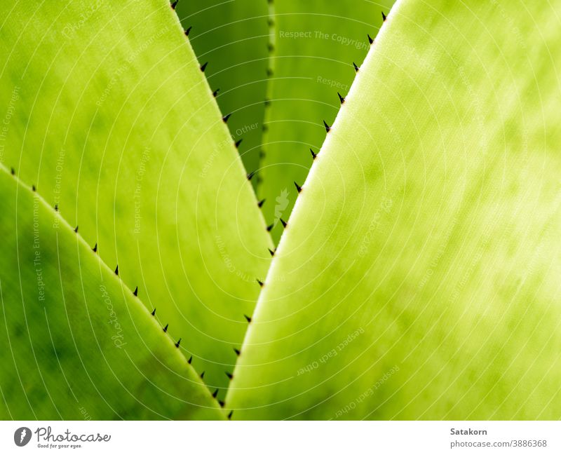 Detail Textur und Dornen am Rand der Bromelienblätter Hintergrund grün Pflanze Blätter Garten Natur tropisch Flora Stachel botanisch Blatt Makro Nahaufnahme