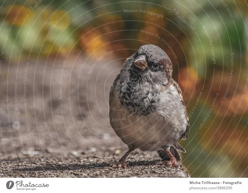 Neugieriger Blick vom Sperling Spatz Haussperling Passer domesticus Tiergesicht Kopf Schnabel Auge Flügel Feder Krallen Vogel Wildtier Zweige u. Äste Sträucher