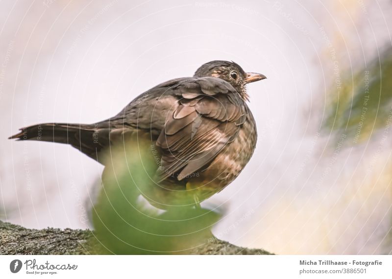 Amsel im Abendlicht Turdus merula Tierporträt Tiergesicht Kopf Schnabel Auge Feder Flügel Vogel Wildtier Natur Sonnenlicht Baum Nahaufnahme gefiedert beobachten