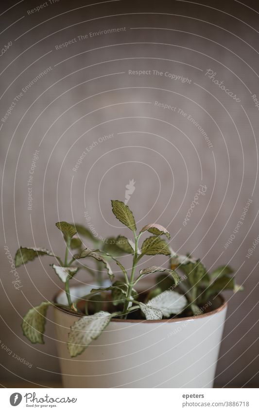 Fittonia Topfpflanze in einem schönen Topf in sanften Farben topf topfpflanze interior innendesign ruhe entspannt frieden close Up zart zerbrechlich weich