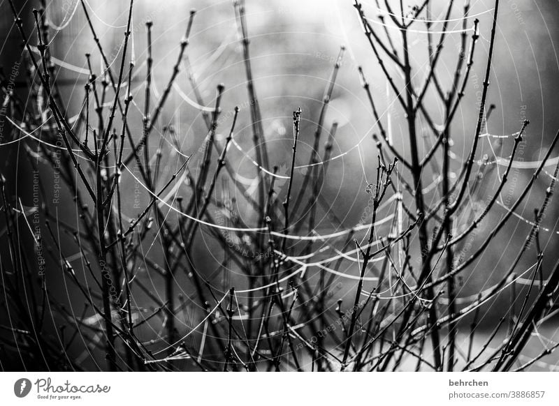 verwobener zusammenhalt melancholisch melancholie Herbst Verfall welk verblüht Nahaufnahme Menschenleer Natur Pflanze Außenaufnahme Vergänglichkeit Trauer