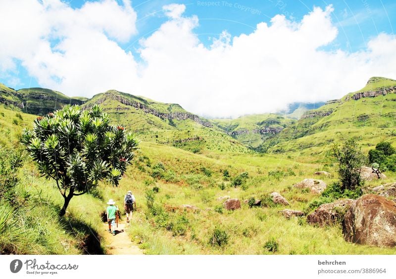 wanderlust Sonnenlicht Kontrast Licht Tag Außenaufnahme Fernweh schön traumhaft Südafrika Drakensberge Farbfoto Sohn wandern grün blau fantastisch exotisch