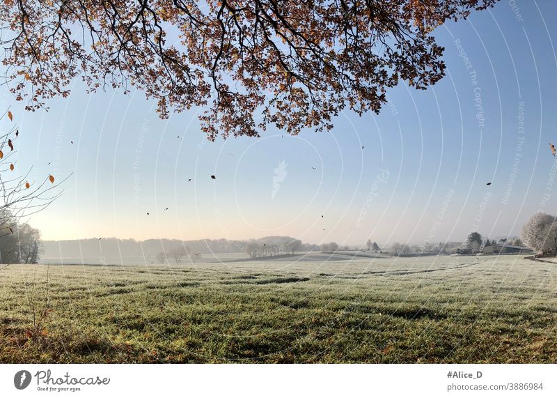 Winter trifft Herbst. Goldener Laub fällt von Baum, im Hintergrund Landschaft mit Raureif bedeckt background beauty blizzard blue bright cold day fairy field