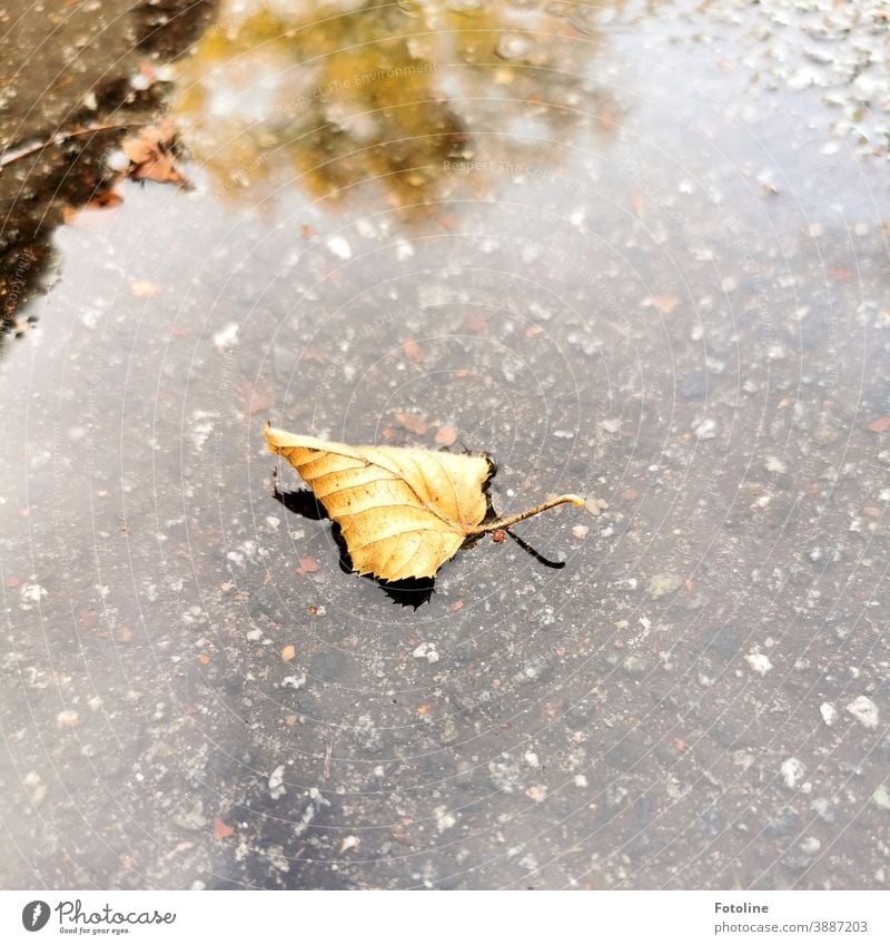 Herbsttag - oder ein Herbstblatt fiel in eine Pfütze und machte es sich dort gemütlich, schwamm ein wenig hin und her und wurde dann vom Wind weitergetrieben.