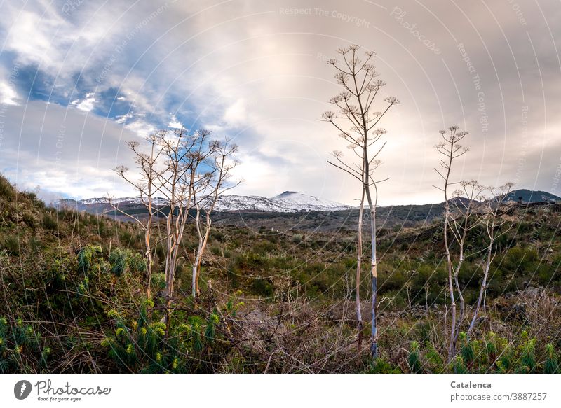 Die winterliche, hügelige Landschaft um den Ätna der am Horizont erscheint Natur Vulkan Berge und Gebirge Pflanzen Sträucher Büsche Wildnis Gestrüpp Himmel