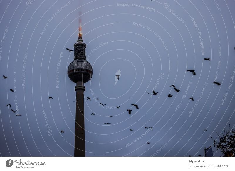 Rundflug Mitte Sightseeing Ferien & Urlaub & Reisen Großstadt Fernsehturm Berliner Fernsehturm Außenaufnahme Städtereise Bauwerk Deutschland Hauptstadt