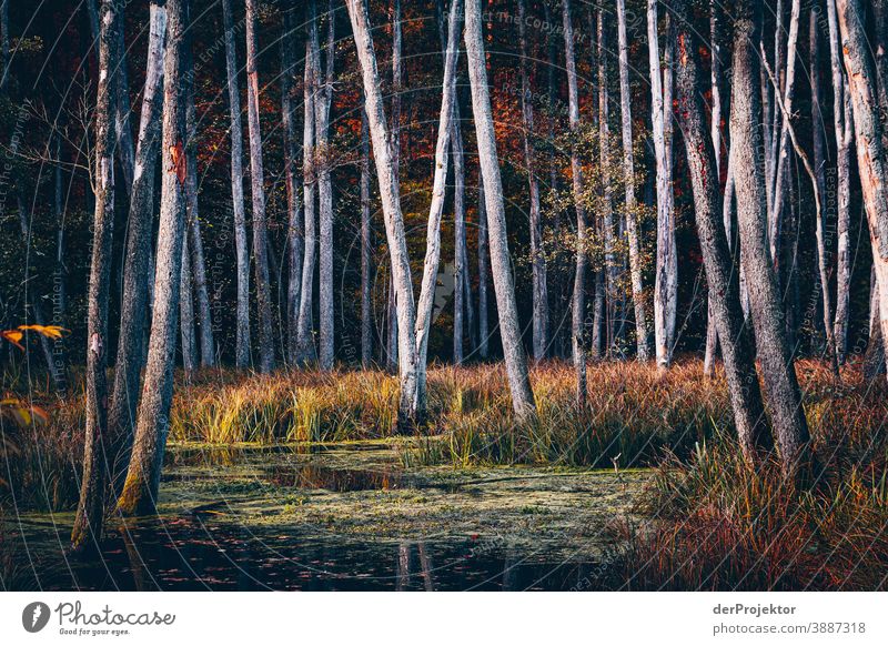 Blick auf See mit Bäumen im Briesetal III Forstweg Forstwald Forstwirtschaft Abholzung wandern Umwelt Natur Landschaft Pflanze Herbst Park Wald Herbstfärbung