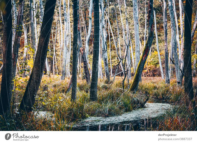 Blick auf See mit Bäumen im Briesetal IV Forstweg Forstwald Forstwirtschaft Abholzung wandern Umwelt Natur Landschaft Pflanze Herbst Park Wald Herbstfärbung