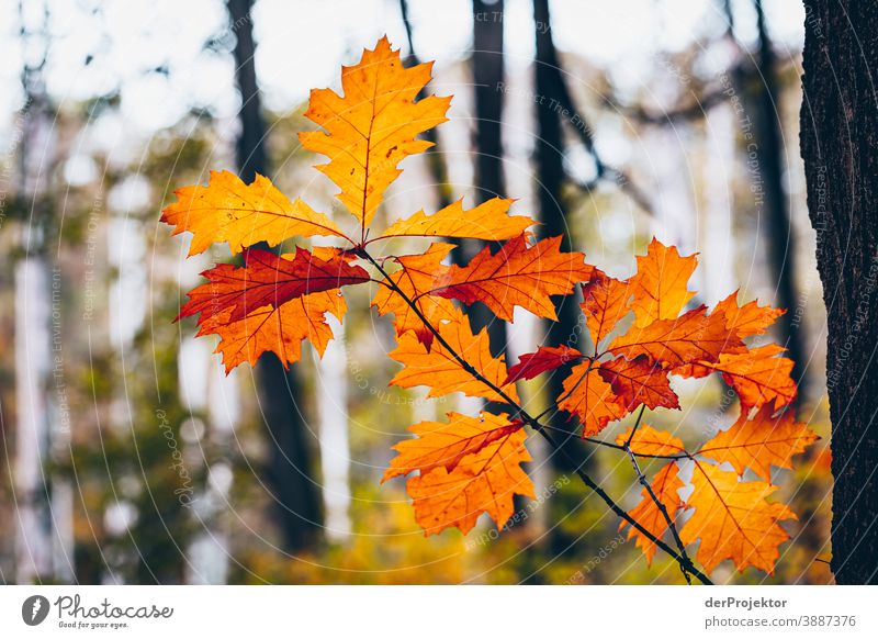 Eichenblätter im Briesetal Forstweg Forstwald Forstwirtschaft Abholzung wandern Umwelt Natur Landschaft Pflanze Herbst Park Wald Herbstfärbung Herbstlaub