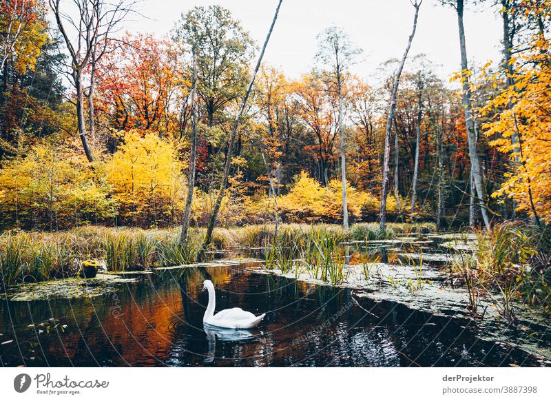 Blick auf See mit Schwan im Briesetal Forstweg Forstwald Forstwirtschaft Abholzung wandern Umwelt Natur Landschaft Pflanze Herbst Park Wald Herbstfärbung