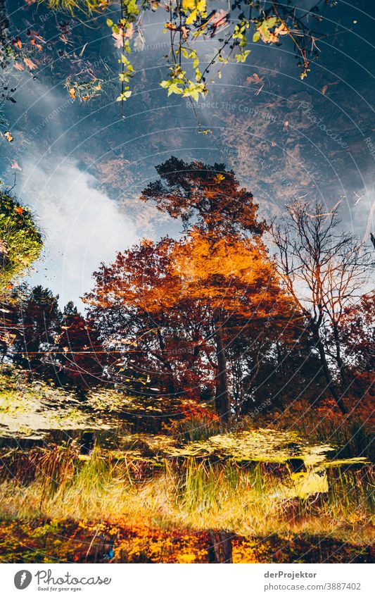 Blick auf See mit Bäumen im Briesetal V Forstweg Forstwald Forstwirtschaft Abholzung wandern Umwelt Natur Landschaft Pflanze Herbst Park Wald Herbstfärbung