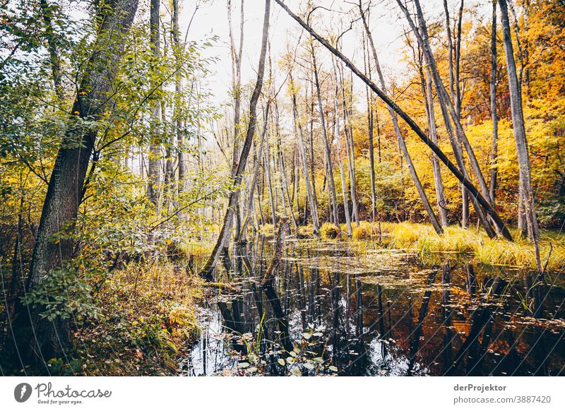 Blick auf See mit Bäumen im Briesetal Forstweg Forstwald Forstwirtschaft Abholzung wandern Umwelt Natur Landschaft Pflanze Herbst Park Wald Herbstfärbung