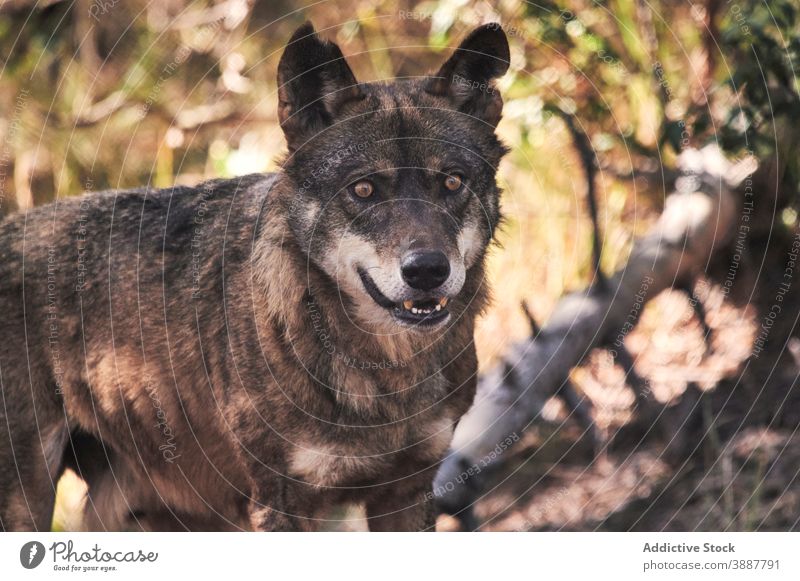 Wolf zwischen Bäumen stehend Tier wild Landschaft Holz Säugetier Park Tierwelt Wald natürlich Safari Wildnis schön Lebensraum Natur Fauna Umwelt bewahren