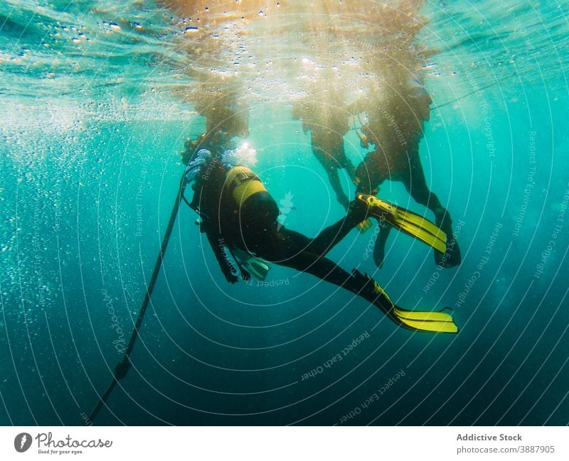 Taucher schwimmen in der Tiefsee zwischen der Wasservegetation unter Wasser Fisch Natur MEER farbenfroh Hintergrund Meer blau Umwelt tropisch Abenteuer