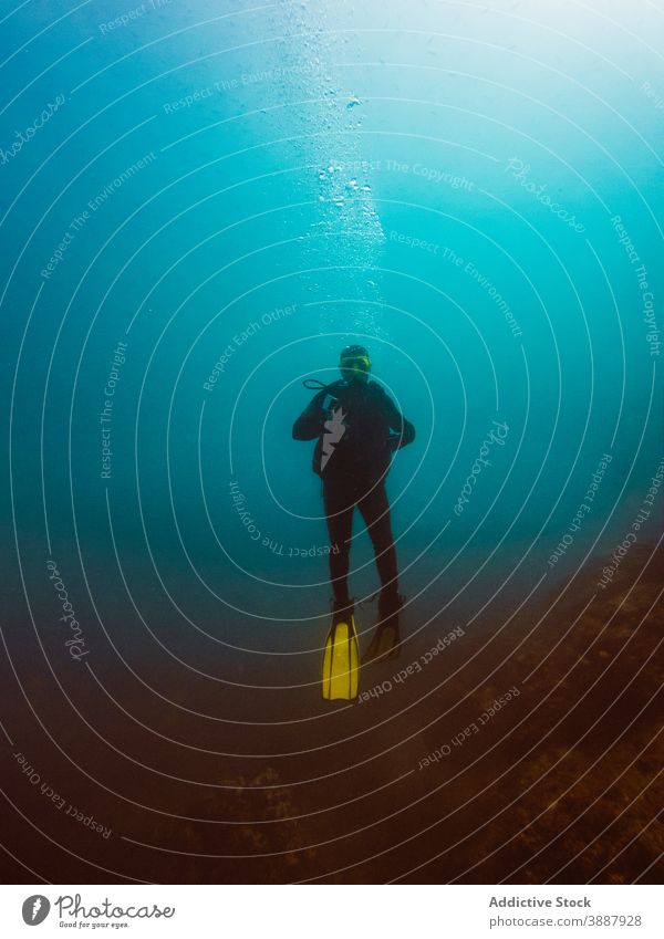 Taucher schwimmt in der Tiefsee zwischen der Wasservegetation unter Wasser Fisch Natur MEER farbenfroh Hintergrund Meer blau Umwelt tropisch Abenteuer