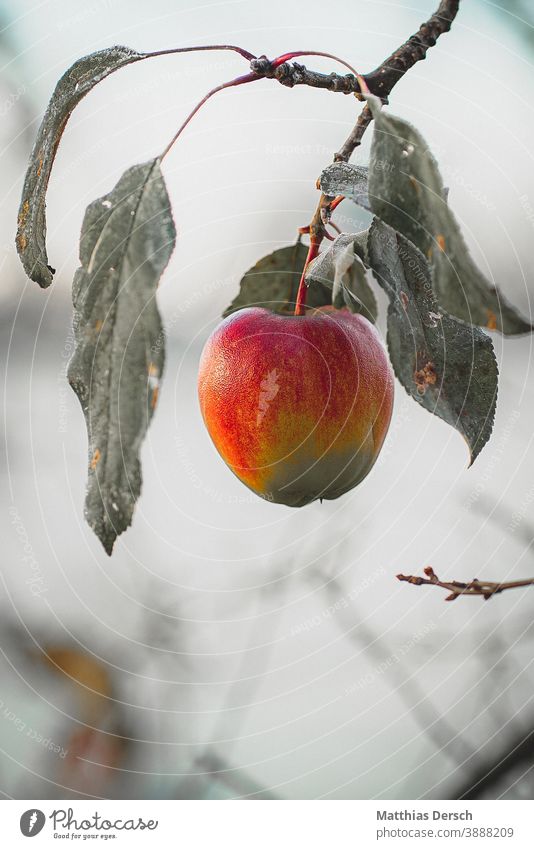 Winterapfel Apfel Apfelbaum Apfelernte Frost weiß kalt kalte jahreszeit Obst Obstbaum Obstgarten Natur