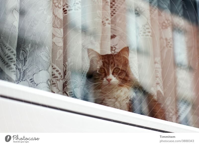 Katze schaut nach draußen und wartet Fenster Fensterscheibe Glas Vorhang Gardine schauen warten traurig Menschenleer Tier Tiergesicht Reflexion & Spiegelung