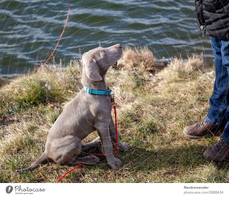 Weimaraner Welpe am See blickt aufmerksam nach oben weimaraner welpe hund haustier braun hübsch jagdhund portrait reinrassig sprache gras jung freudig säugetier