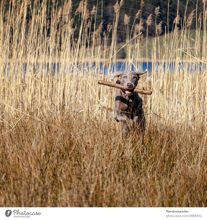 Weimaraner Welpe apportiert ein Stöckchen im Schilfgras weimaraner welpe hund haustier junghund wasser hübsch jagdhund portrait reinrassig wald freudig