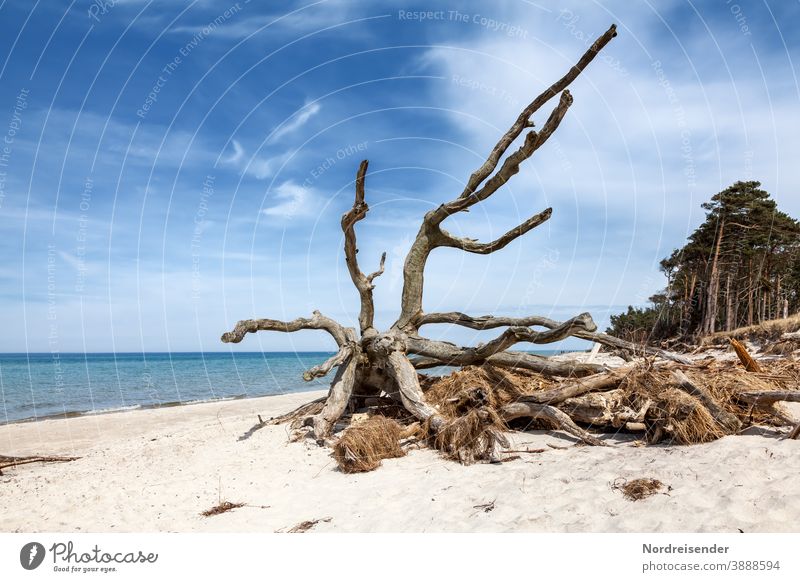 Totholz am Weststrand auf dem Darß an der Ostsee windflüchter ostsee darß weststrand meer fischland nationalpark totholz schwemmholz strandgut tang düne baum