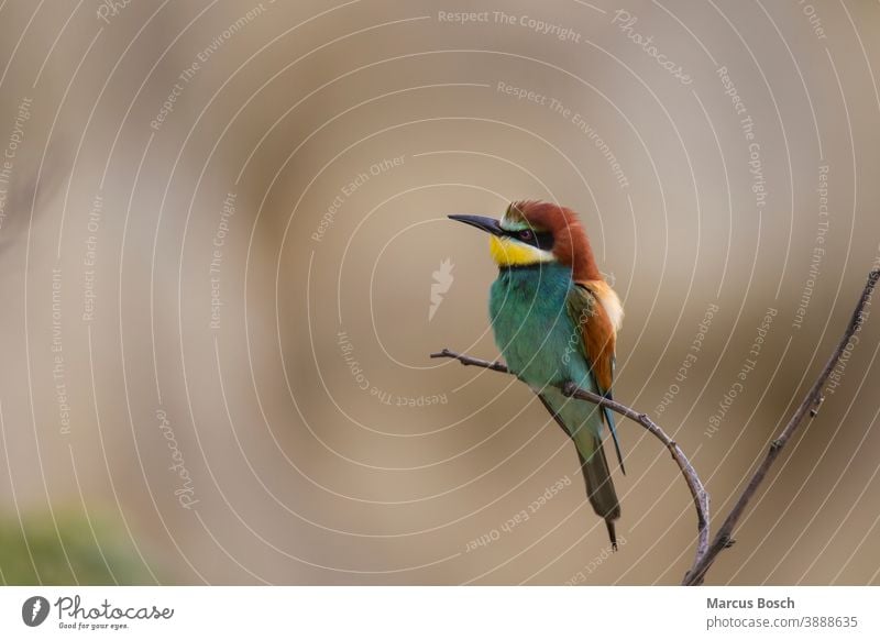 Bienenfresser, Merops apiaster, European bee-eater Tier Natur mehrfarbig exotisch Schnabel Tierwelt Vogel wild Apiaster Bee eater Voegel Zugvogel Zugvögel