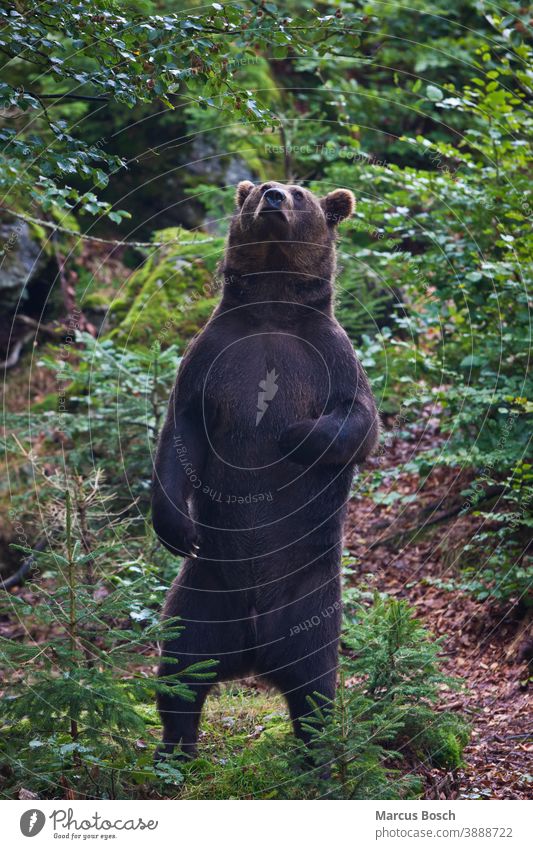 Braunbaer, Ursus arctos, Braunbär Baer Baeren Berg Berge Braunbaeren Bruno Felsen Deutsch Gesicht herbst Jagdschutz Krallen Landschaft Moos Pelztier Petz