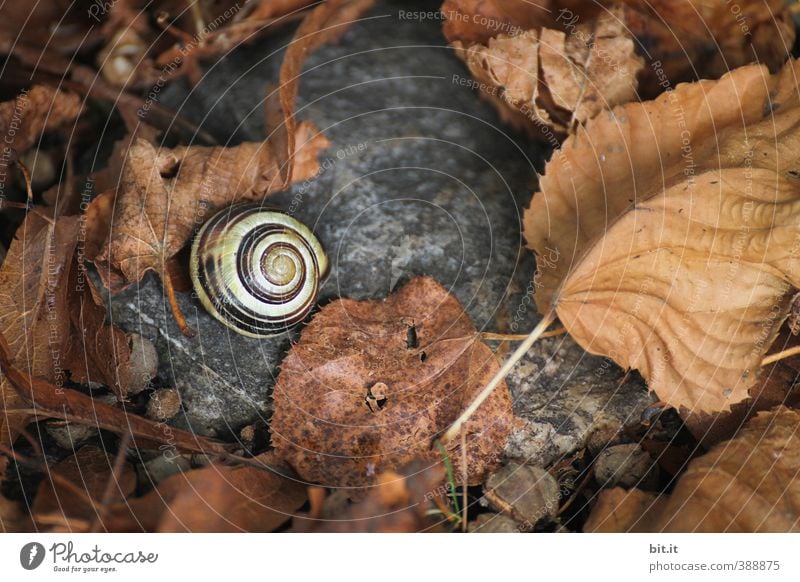 im Schneckennest Umwelt Natur Pflanze Tier Herbst 1 dunkel rund trocken unten ruhig Verfall Vergänglichkeit Wandel & Veränderung Zeit Herbstlaub herbstlich