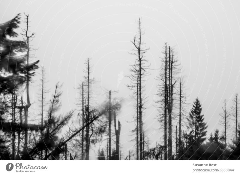 Stürzender Baum zwischen abgestorbenen Bäumen Wald Natur Klimawandel Umwelt Waldsterben Baumstamm Landschaft stürzender Baum Holz kahl Fichte Fichtenwald