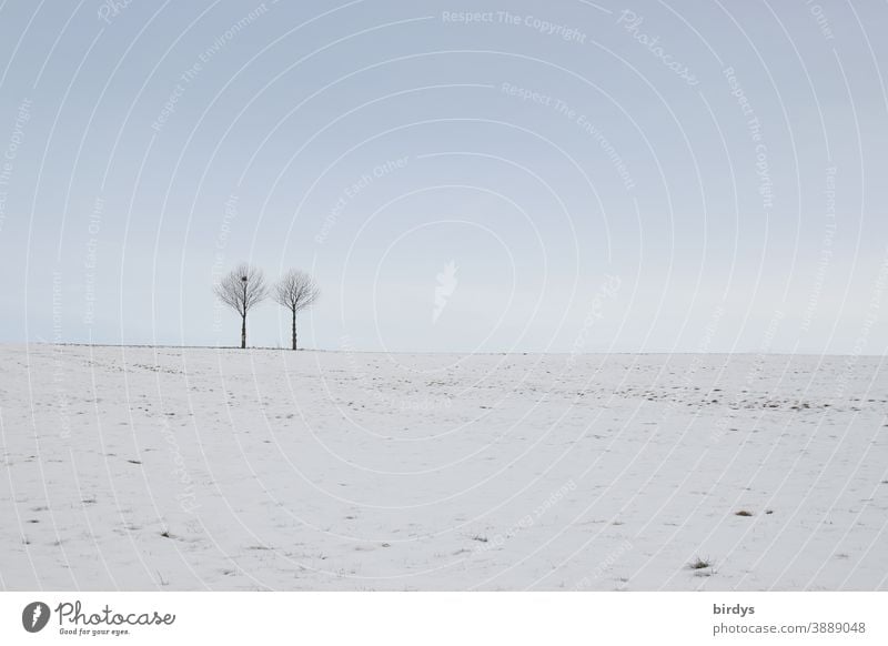 2 Bäume in einer Schneelandschaft, blauer Himmel . gedeckte Farben Baum Winter Natur Winterstimmung schneebedeckt Stillleben Frost kalt schneebedeckte Wiese