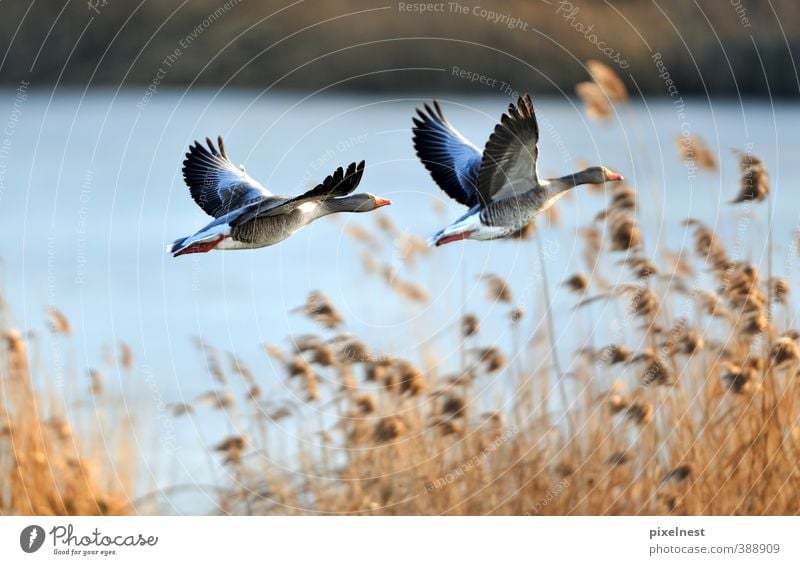 Wildgänse im Flug Sonne Winter Natur Tier Wasser Wärme Gras Schilfrohr Seeufer Teich Wildtier Vogel Graugans Wildgans 2 fliegen frei natürlich Freiheit