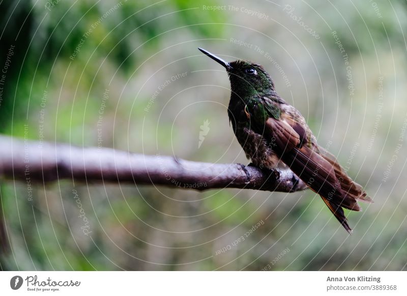 Kolibri auf einem Ast Tier Farbfoto Vogel Flügel Außenaufnahme Tierporträt Wildtier Natur Nahaufnahme fliegen Schnabel Menschenleer Freiheit schön Feder