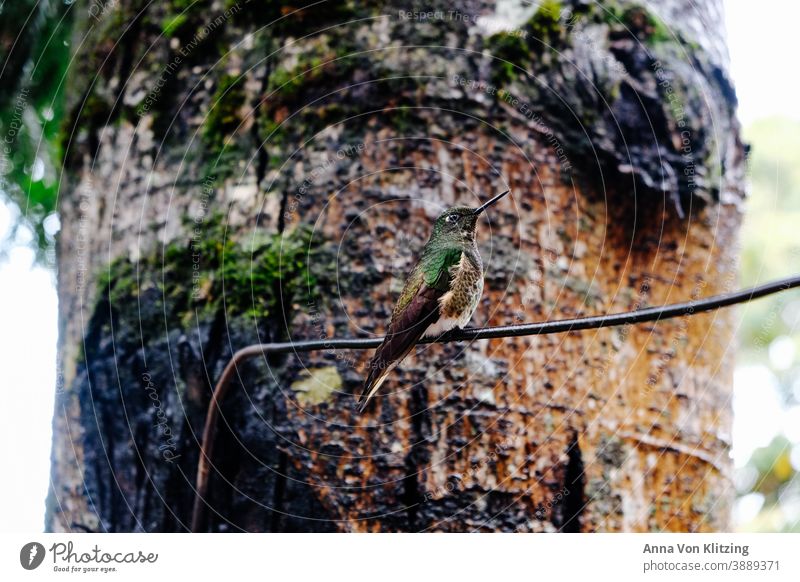 Kolibri Kolibris Vogel Tier Natur grün Tierporträt Außenaufnahme Wildtier Flügel Schnabel Menschenleer fliegen schön natürlich Tag Farbfoto Freiheit exotisch