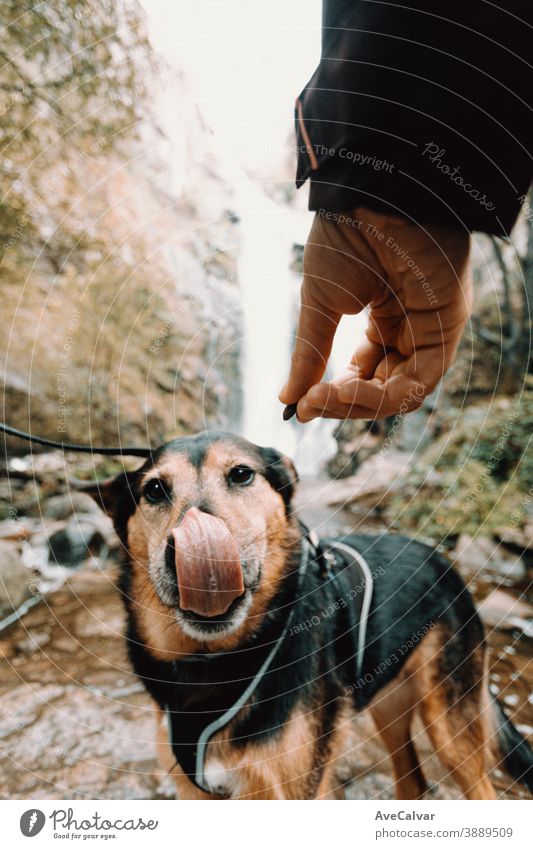 Niedlicher Hund, der seine eigene Nase vor etwas Essen mag Tier hübsch Natur niedlich Porträt Profil Hunger Haustier Mädchen Tierkopf Sonnenuntergang bezaubernd