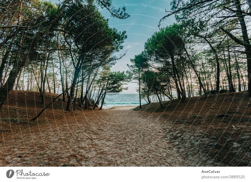 Weg zum Strand, umgeben von Bäumen malerisch Natur Baum Meer Windstille Urlaub Feiertag Himmel idylli Wasser Landschaft sonnig Lagune Bucht tropisch Küste