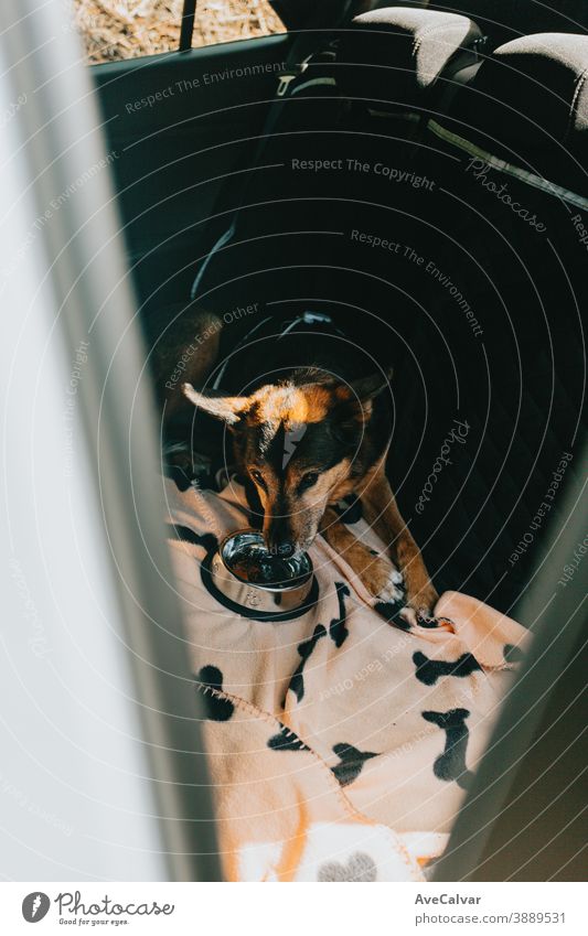 Niedlicher Hund frisst auf dem Rücksitz eines Autos Tier hübsch Natur niedlich Porträt Profil Hunger Haustier Mädchen Tierkopf Essen Sonnenuntergang bezaubernd