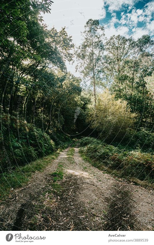 Heller Weg inmitten des Waldes mit vielen Bäumen Sonnenlicht grün Baum Natur Sommer Sonnenschein Landschaft Umwelt Herbst horizontal Park Blatt Nachlauf