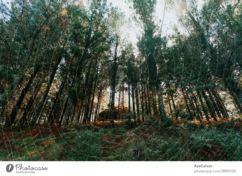 Horizontale Ansicht eines riesigen Felsens in der Mitte des Waldes Baum Sonne Natur Licht Waldlichtung dynamisch Umwelt Idylle Landschaft Naturpark Totholz