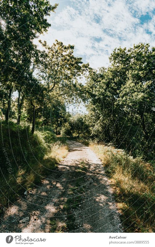 Perfekter Weg zum Wandern durch den Wald Sonnenlicht grün Baum Natur Sommer Sonnenschein Landschaft Umwelt Herbst horizontal Park Blatt Nachlauf Laubwerk