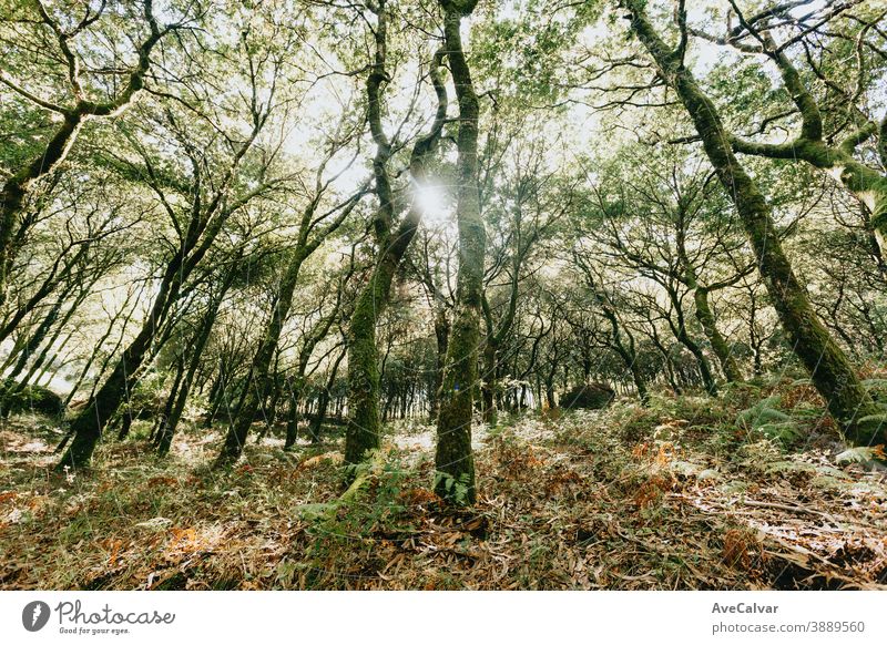 Uralte Bäume des Waldes im Sommer Baum Sonne Natur Licht Waldlichtung dynamisch Umwelt Idylle Landschaft Naturpark Totholz Sonnenlicht Park Blatt grün Botanik