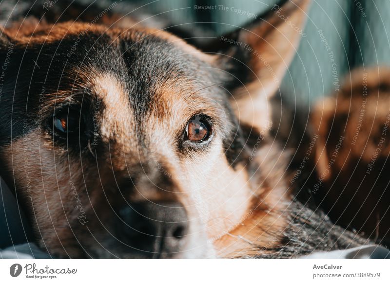 Netter brauner und schwarzer Hund schaut weg von der Kamera während eines hellen Tages mit Kopie Raum Fernsehen Zusammengehörigkeitsgefühl umarmend