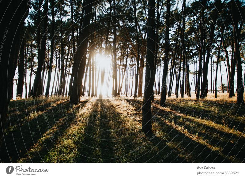 Einige Bäume werden im Sommer von der Sonne beschienen und erzeugen starke Schatten Baum Wald Blatt Licht Hintergrund sonnig grün Pflanze Sonnenschein Oktober