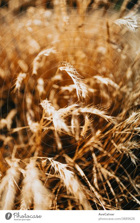 Einige Spitzen auf dunklen Gelbtönen und stimmungsvollem Ambiente Pflanze grün Natur im Freien abschließen Wachstum Umwelt Frühling Baum niemand Farbbild