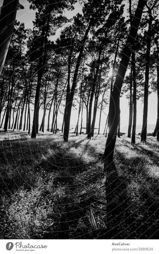 Einige schwarze und weiße Bäume von der Sonne verbrannt Baum Wald Blatt Licht Hintergrund sonnig grün Pflanze Sonnenschein Oktober Wandel & Veränderung Farben